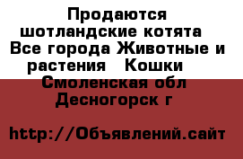 Продаются шотландские котята - Все города Животные и растения » Кошки   . Смоленская обл.,Десногорск г.